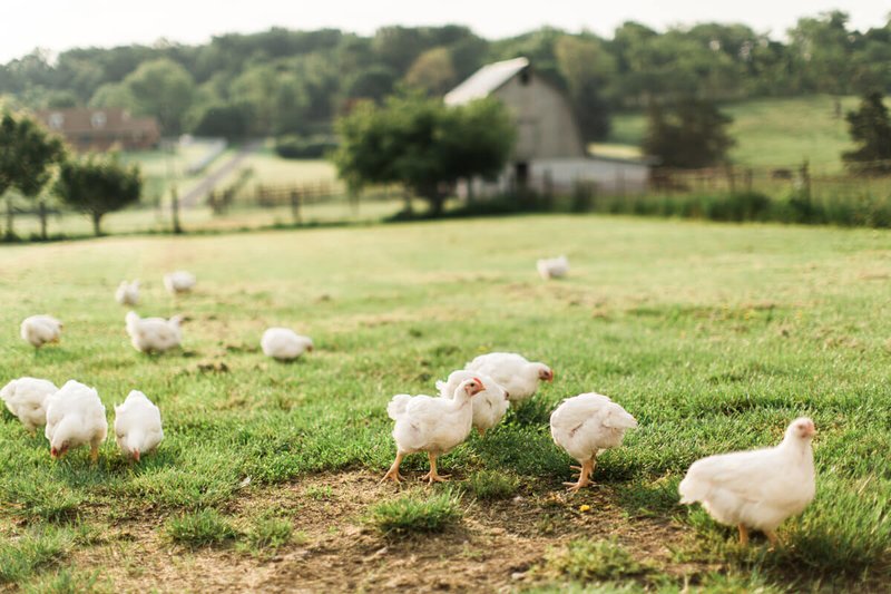 Bienvenue sur la route du poulet : un jeu de casino en ligne sensationnel