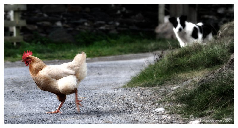 Scopri il Mito di Chicken Road: Il Gioco di Caccia ai Jackpot nel Nord Italia