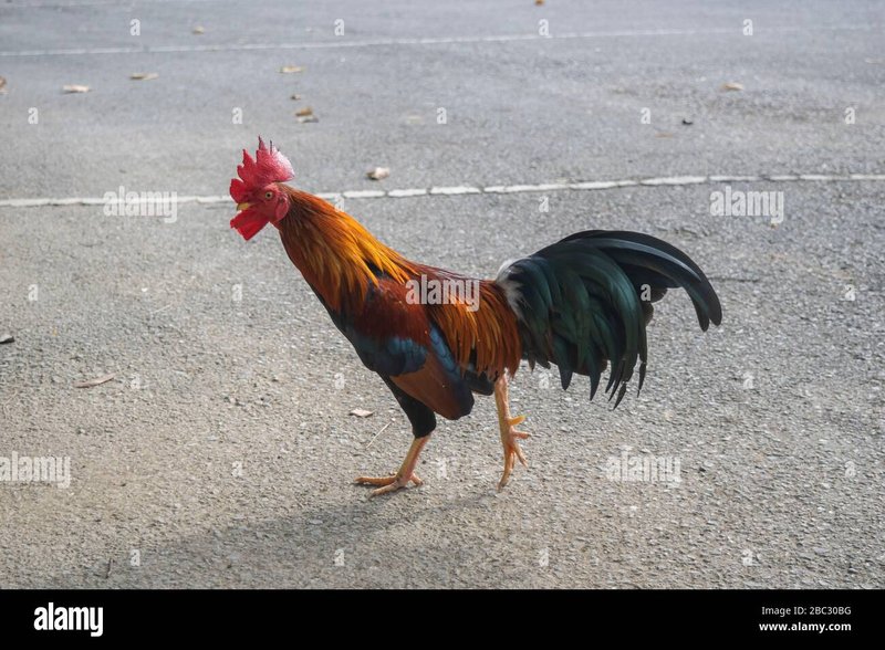 Best chicken road game in Germany Best chicken road game in Germany