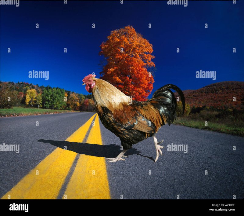 Netherlands - chicken road gokkast Netherlands - chicken road gokkast